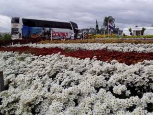 HOLAMBRA - SP